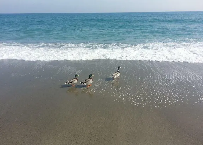 Hotel La Milanese Pietra Ligure